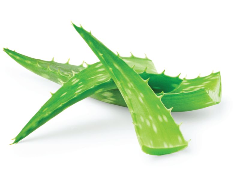 aloe pure aloe vera gel Aloe Vera Gel with Tea Tree Oil for Skin & Hair main image 0